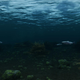 Illustration for article titled iSkyrim /iMod Makes The Oceans Worth Visiting